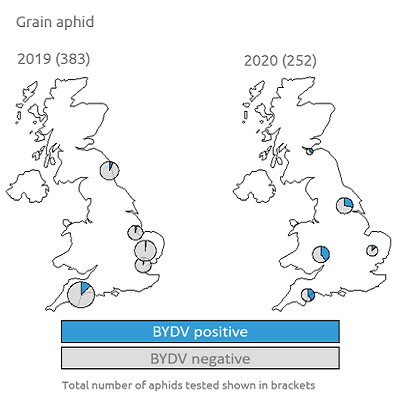 UK map showing BYDV test results for grain aphid (2019-20)